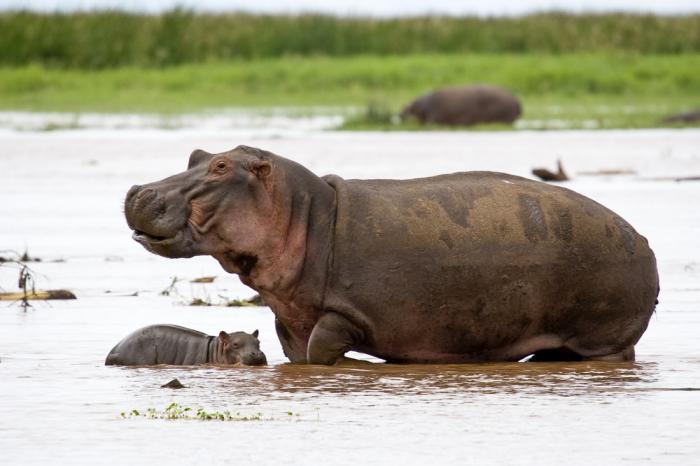 Guinea Bissau J5GQZ J5JUA DX News